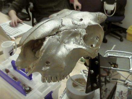 Metal-Head Goat Skull